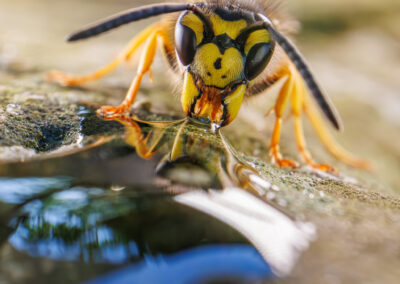 TERRAbyte - Naturfotografie - Referenzen