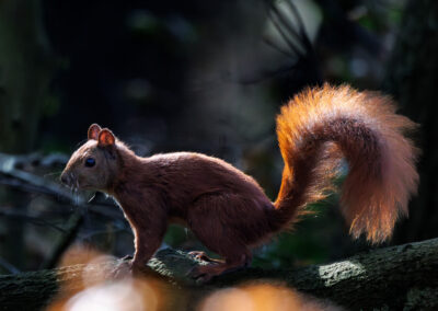 TERRAbyte - Naturfotografie - Referenzen