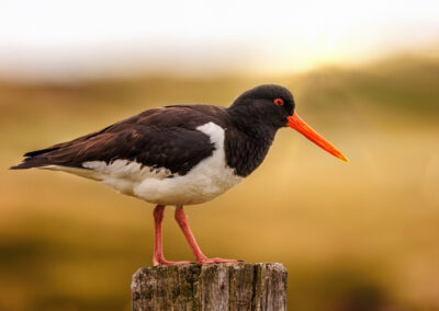 TERRAbyte - Naturfotografie - Referenzen