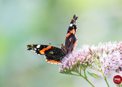 TERRAbyte - Naturfotografie - Referenzen - Distelfalter