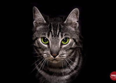 TERRAbyte - Naturfotografie - Referenzen - Katze