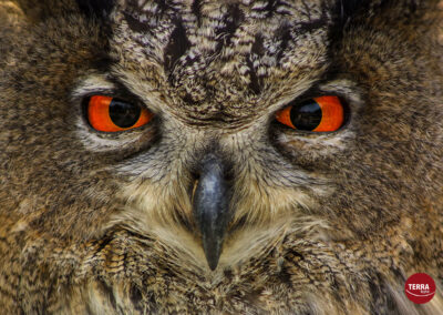 TERRAbyte - Naturfotografie - Referenzen - Uhu