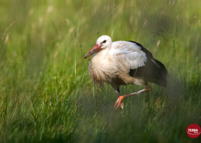 TERRAbyte - Naturfotografie - Referenzen - Weißstorch