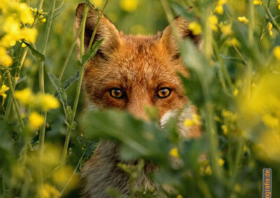 TERRAbyte Medien und Marketing - referenzen - Fotoproduktionen - Naturfotografie - Rotfuchs